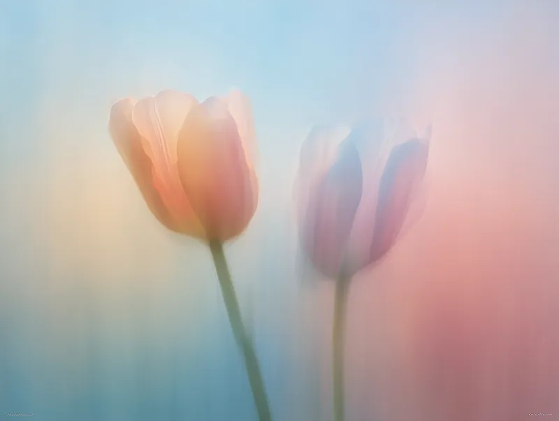 A Minimal Spring Artwork With Two Blurred Tulip computer, desktop, wallpaper wallpaper