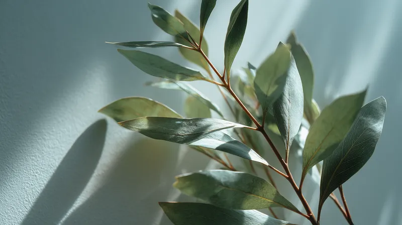 Eucalyptus Branch in Soft Light wallpaper