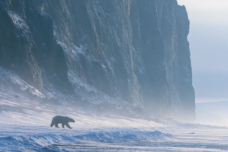 A Lone Polar Bear Walking Sea Ice wallpaper